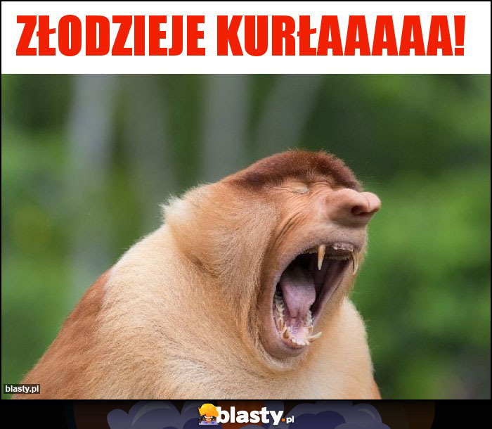 ZŁODZIEJE KURŁAAAAA! ZŁODZIEJE KURŁAAAAA!