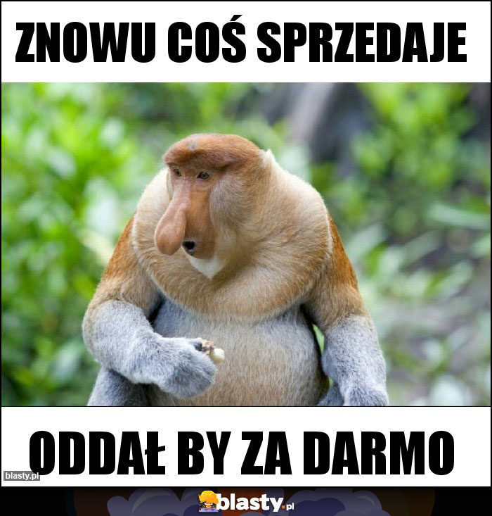 znowu coś sprzedaje znowu coś sprzedaje