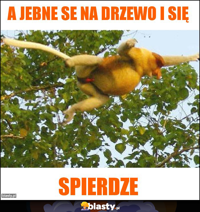 A jebne se na drzewo i się A jebne se na drzewo i się