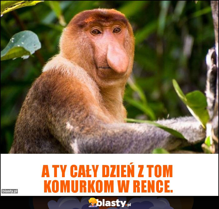 A ty cały dzień z tom komurkom w rence.