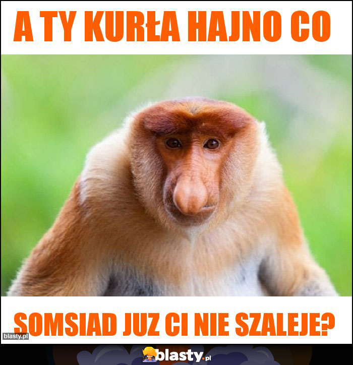 A ty kurła hajno co A ty kurła hajno co