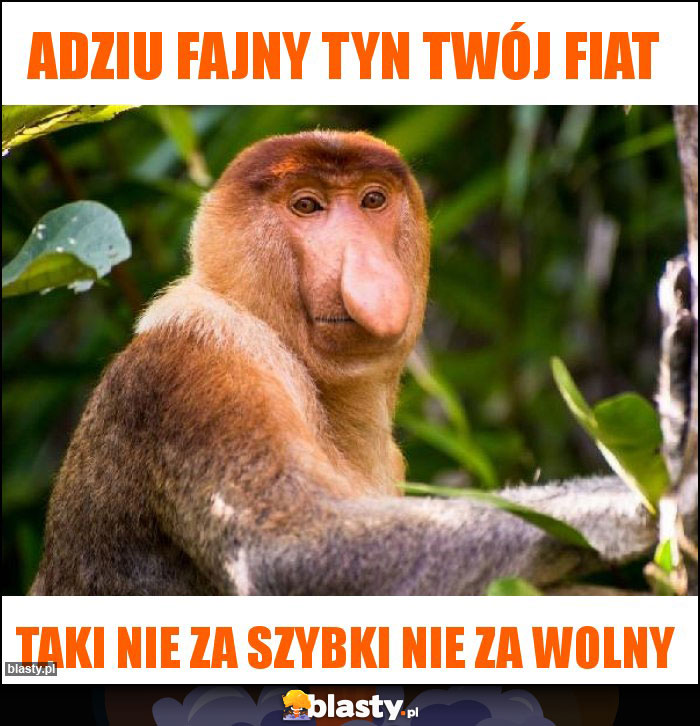 Adziu fajny tyn twój fiat Adziu fajny tyn twój fiat