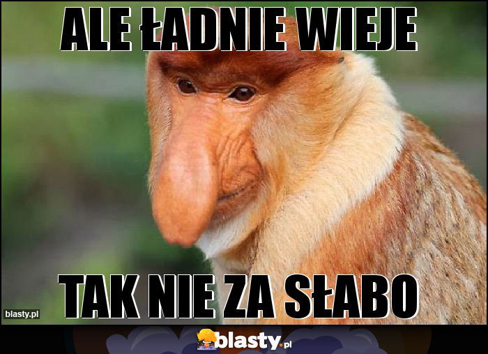 ale ładnie wieje ale ładnie wieje