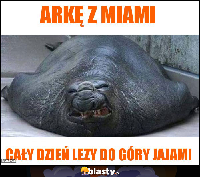 Arkę z miami Arkę z miami