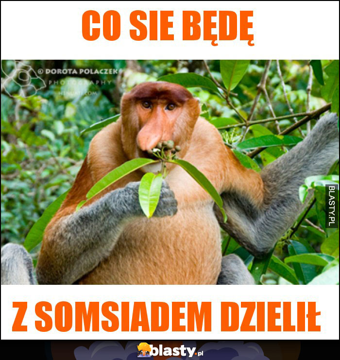 co sie będę co sie będę