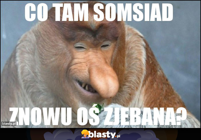 co tam somsiad co tam somsiad