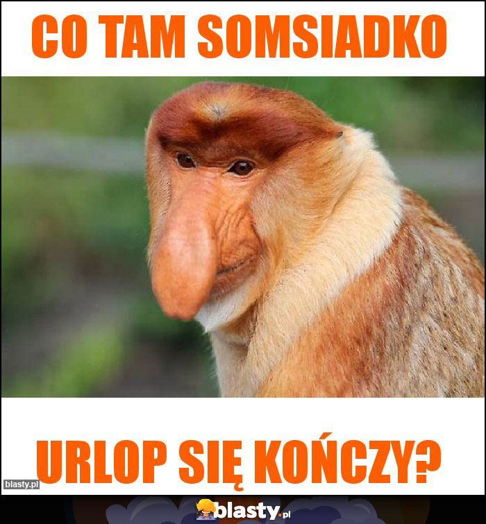 co tam somsiadko co tam somsiadko
