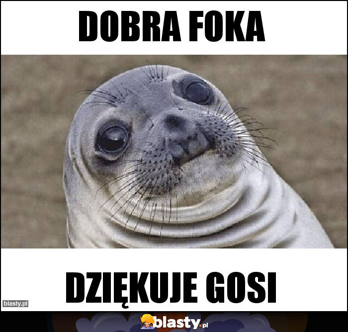 dobra foka dobra foka