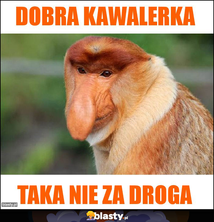 Dobra Kawalerka Dobra Kawalerka