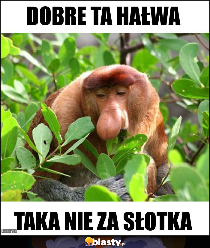 Dobre ta hałwa Dobre ta hałwa