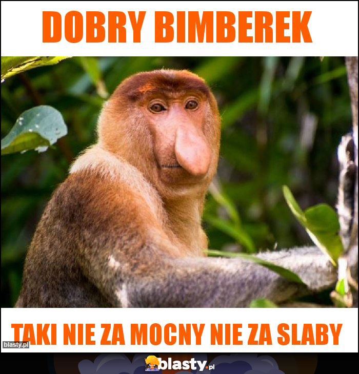 Dobry bimberek Dobry bimberek