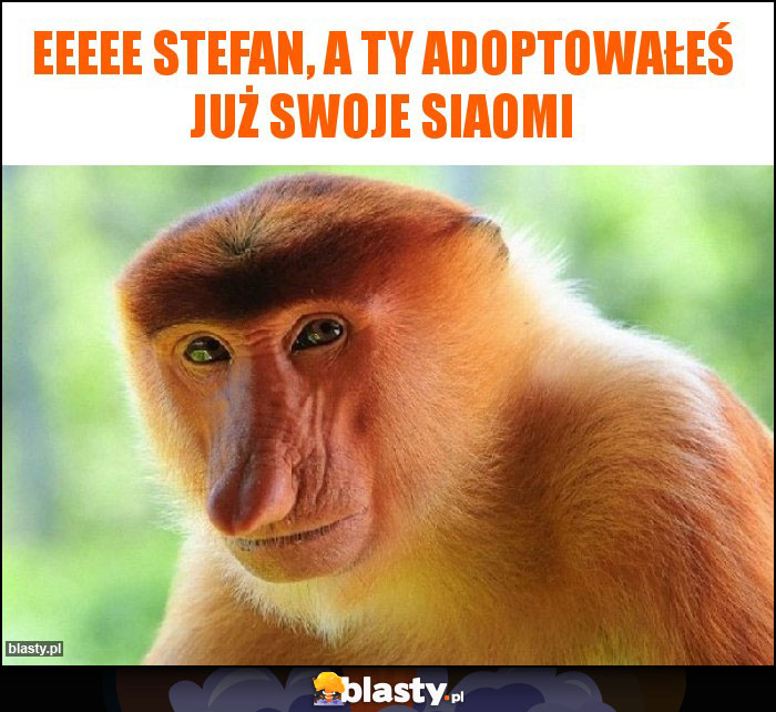Eeeee Stefan, A ty adoptowałeś już swoje siaomi Eeeee Stefan, A ty adoptowałeś już swoje siaomi