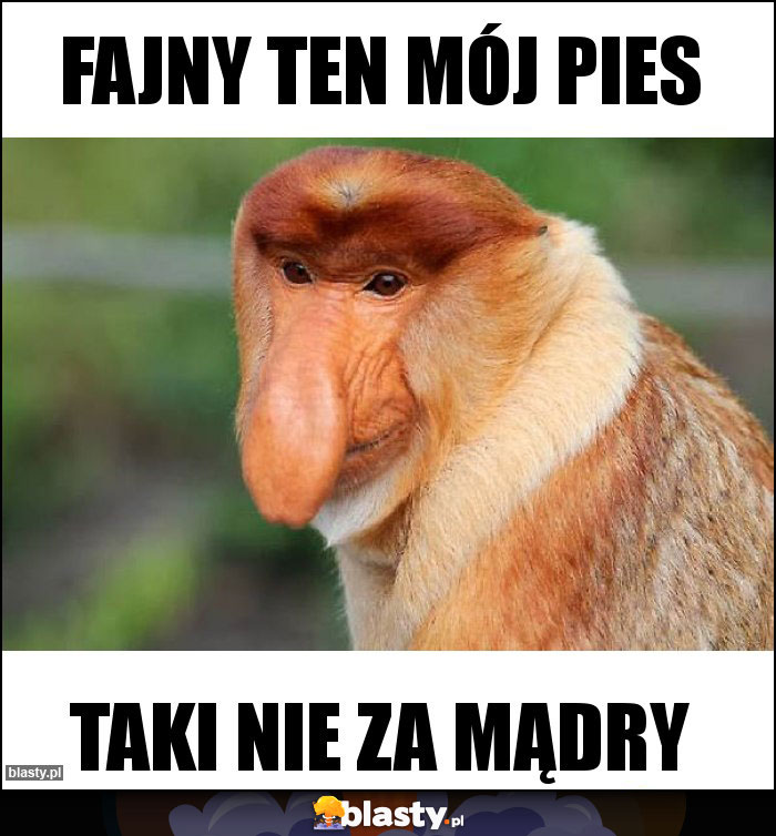 Fajny ten mój pies