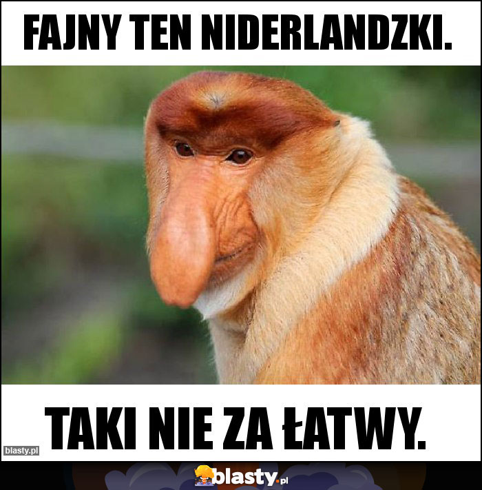 Fajny ten Niderlandzki. Fajny ten Niderlandzki.
