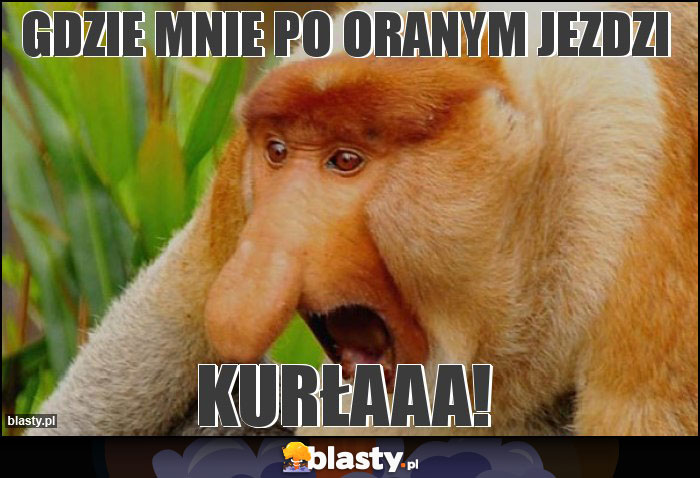 gdzie mnie po oranym jezdzi gdzie mnie po oranym jezdzi