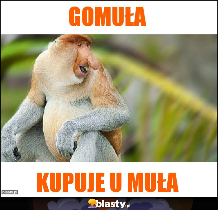 Gomuła