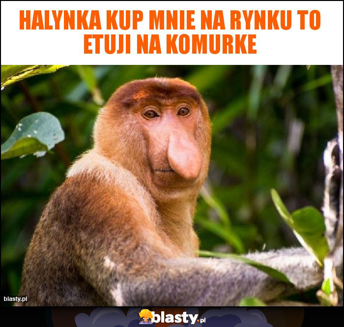 Halynka kup mnie na rynku to etuji na komurke Halynka kup mnie na rynku to etuji na komurke