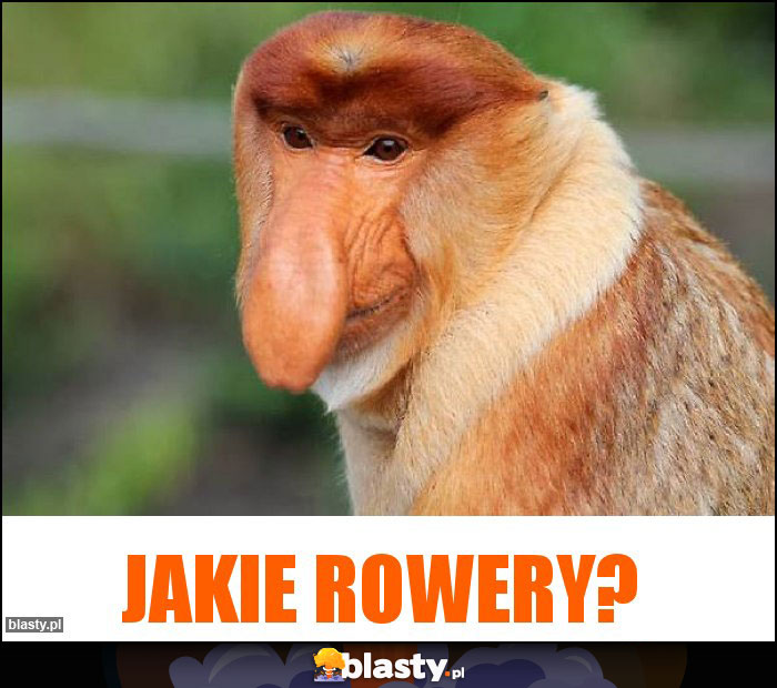 Jakie rowery? Jakie rowery?