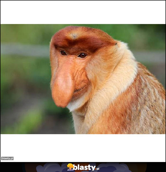 Jedno, dwa, cztyry pifka Jedno, dwa, cztyry pifka