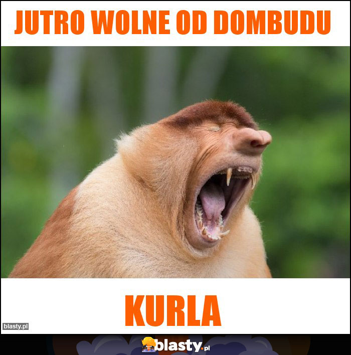 jutro wolne od dombudu jutro wolne od dombudu