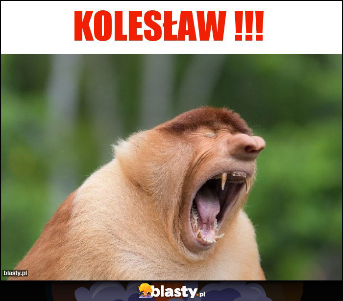 Kolesław !!!