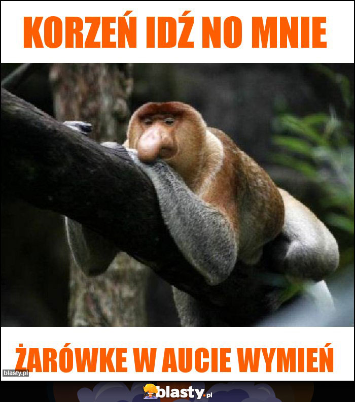 Korzeń idź no mnie Korzeń idź no mnie