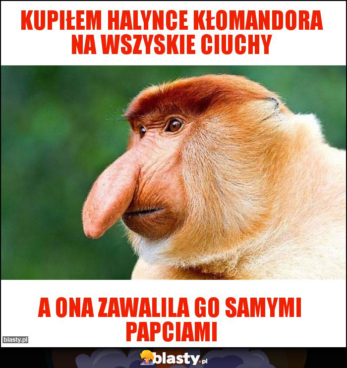 KUPIŁEM HALYNCE KŁOMANDORA NA WSZYSKIE CIUCHY KUPIŁEM HALYNCE KŁOMANDORA NA WSZYSKIE CIUCHY