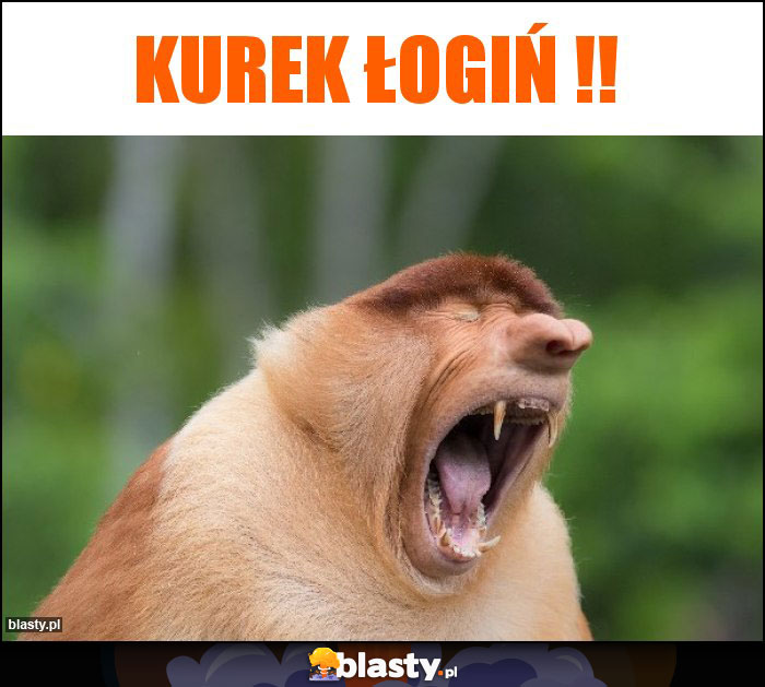 Kurek Łogiń !! Kurek Łogiń !!