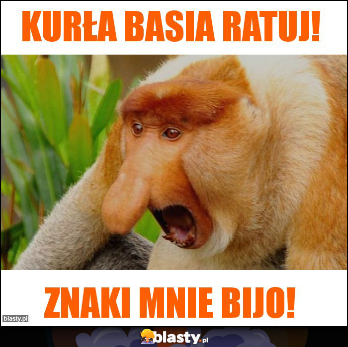 Kurła Basia ratuj! Kurła Basia ratuj!