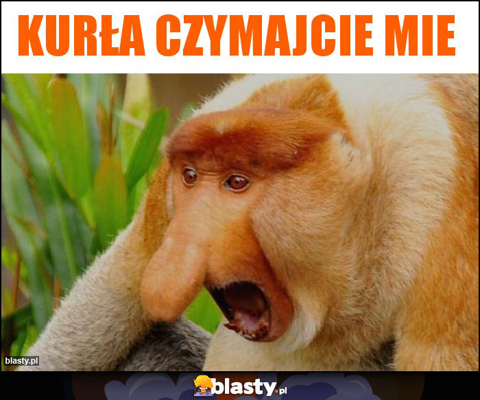 Kurła czymajcie mie Kurła czymajcie mie