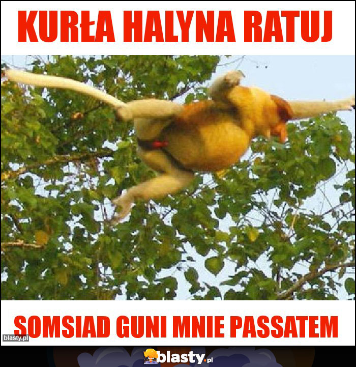 Kurła Halyna ratuj Kurła Halyna ratuj