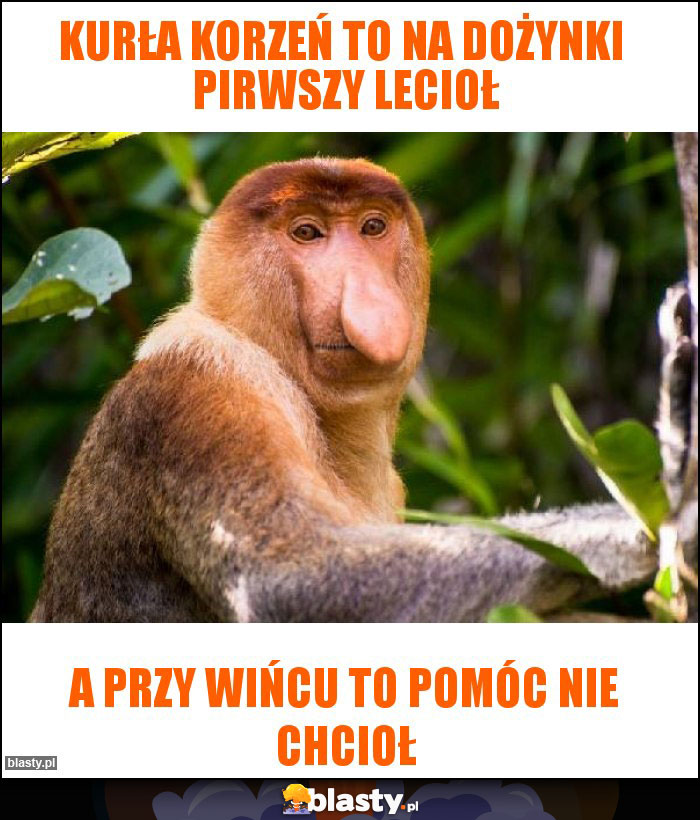 Kurła korzeń to na dożynki pirwszy lecioł Kurła korzeń to na dożynki pirwszy lecioł