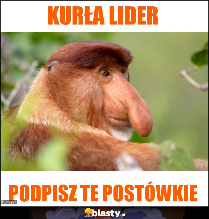 Kurła lider Kurła lider