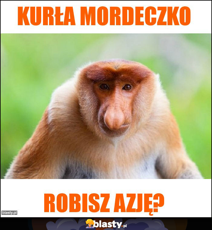 Kurła mordeczko Kurła mordeczko