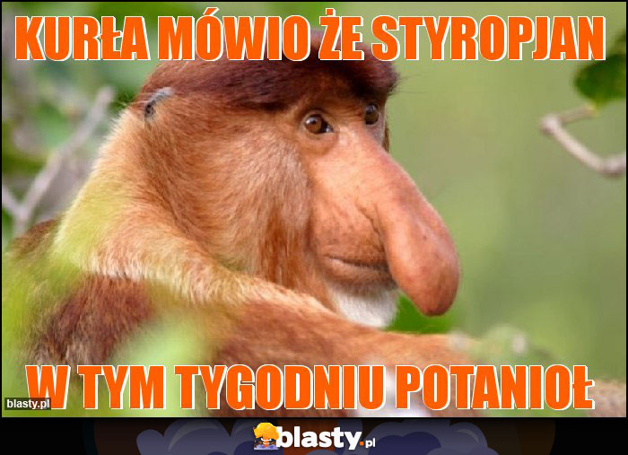 kurła mówio że styropjan kurła mówio że styropjan