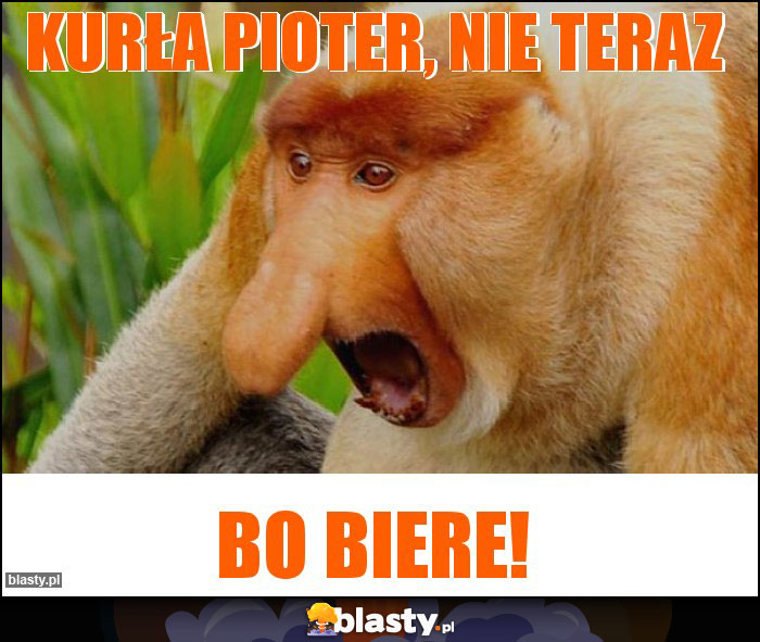 Kurła pioter, nie teraz Kurła pioter, nie teraz