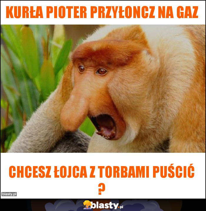kurła pioter przyłoncz na gaz kurła pioter przyłoncz na gaz