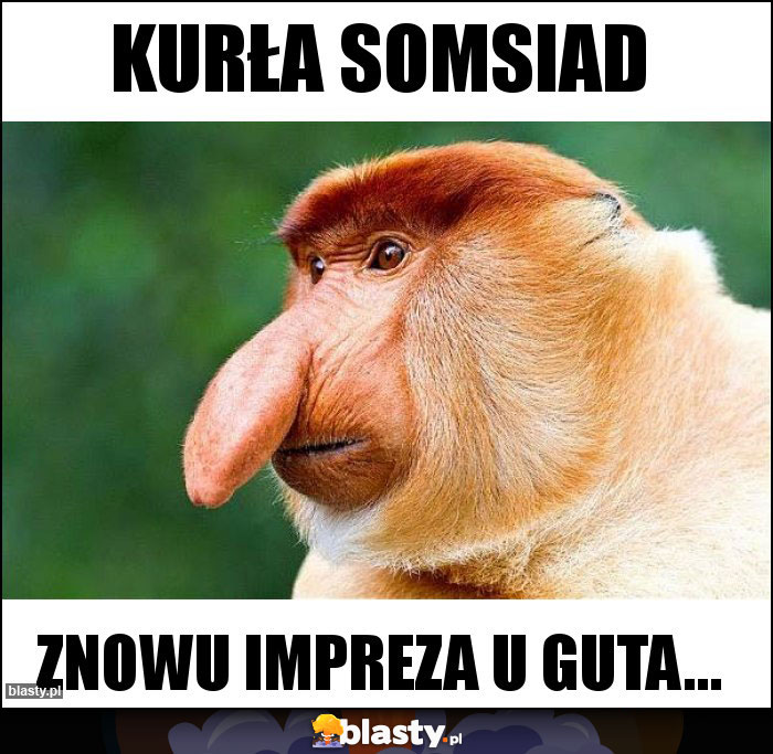KURŁA SOMSIAD KURŁA SOMSIAD