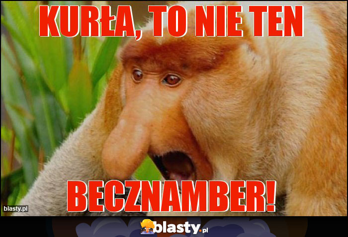 kurła, to nie ten kurła, to nie ten