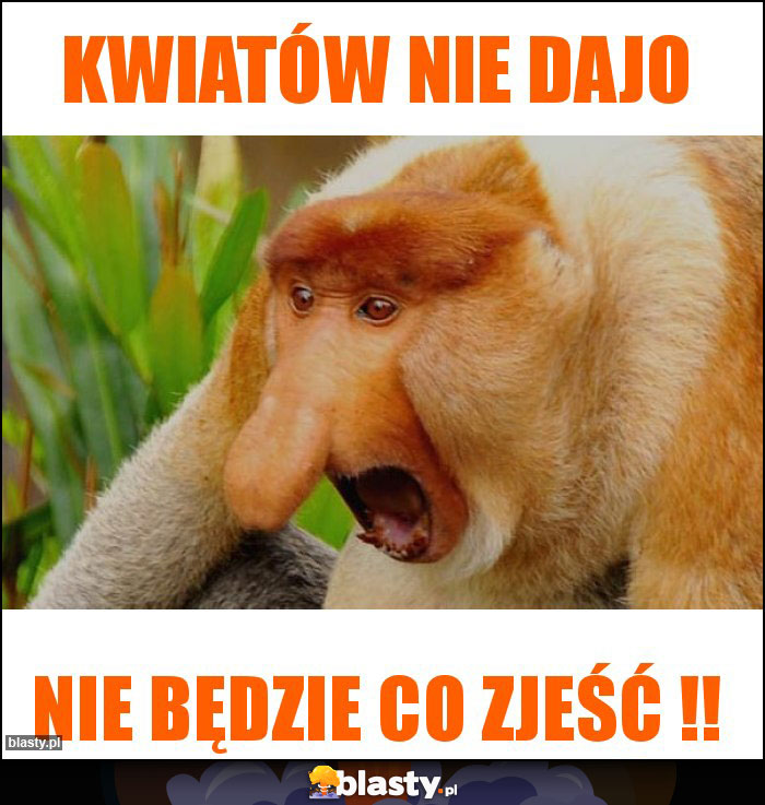 Kwiatów nie dajo Kwiatów nie dajo