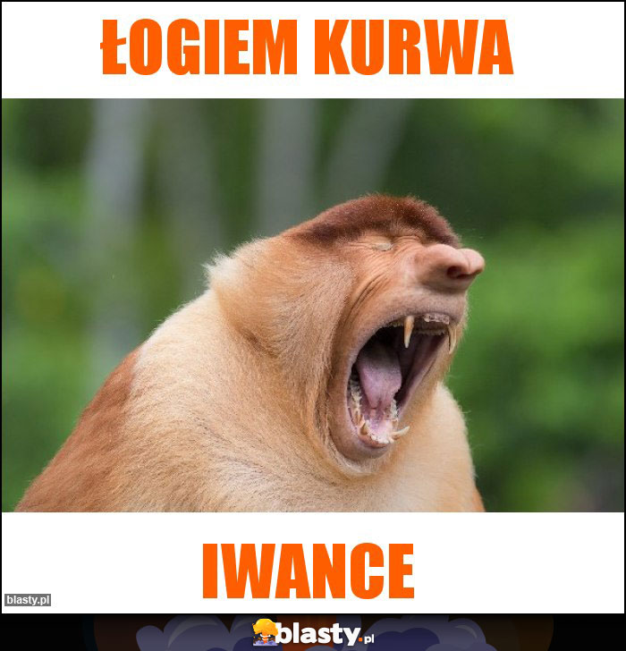 Łogiem kurwa Łogiem kurwa