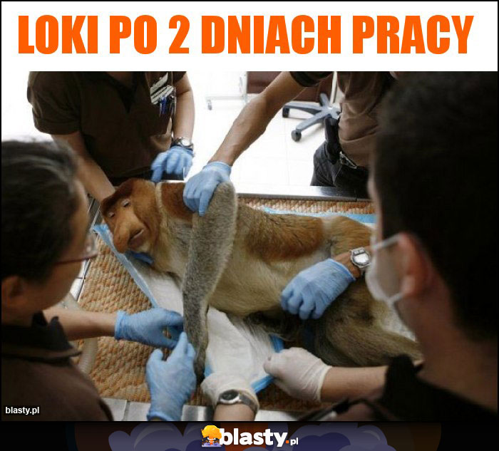 Loki po 2 dniach pracy Loki po 2 dniach pracy