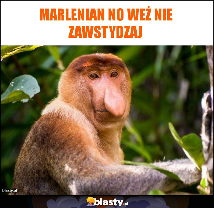 Marlenian no weż nie zawstydzaj Marlenian no weż nie zawstydzaj