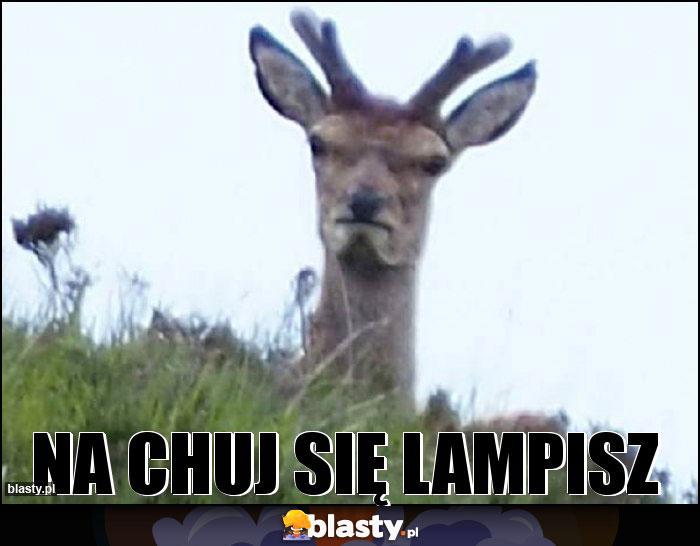 Na chuj się lampisz Na chuj się lampisz