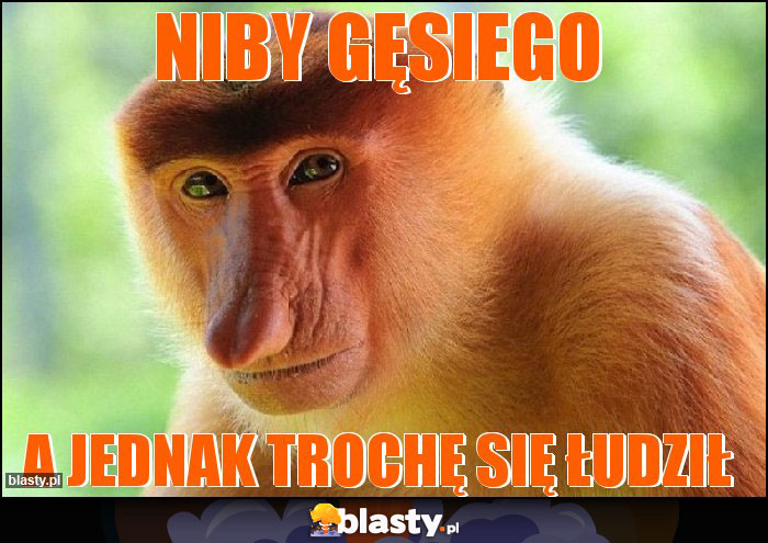 niby gęsiego