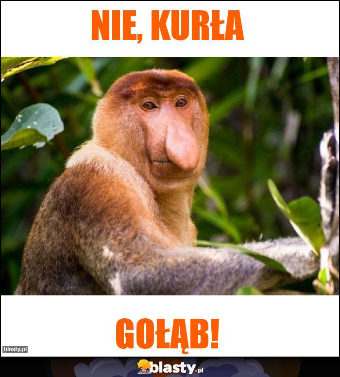 nie, kurła nie, kurła