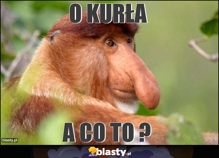 O KURŁA