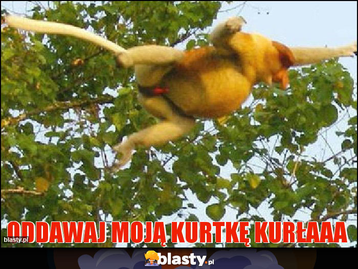 Oddawaj moją kurtkę kurłaaa Oddawaj moją kurtkę kurłaaa