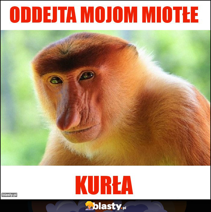 Oddejta mojom miotłe Oddejta mojom miotłe