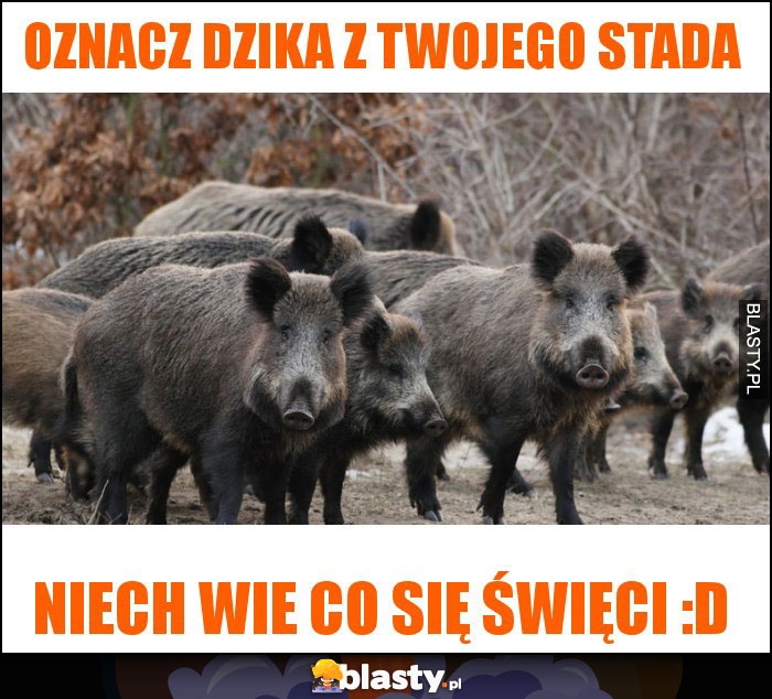 OZNACZ DZIKA Z TWOJEGO STADA OZNACZ DZIKA Z TWOJEGO STADA